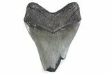 Bargain, Fossil Megalodon Tooth - Georgia #338689-1